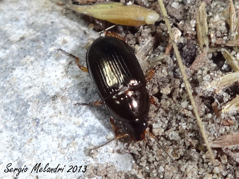 Amara lucida (cf.)